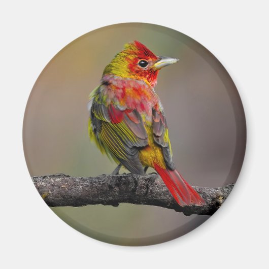 Scarlet Tanager Molting - Original Foto Magnet (Vorne)