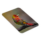 Scarlet Tanager Molting - Original Foto Magnet (Rechte Seite)