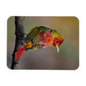Scarlet Tanager Molting - Original Foto Magnet (Horizontal)