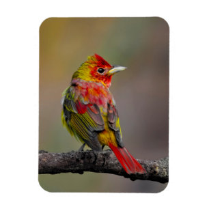 Scarlet Tanager Molting - Original Foto Magnet