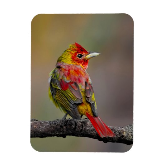 Scarlet Tanager Molting - Original Foto Magnet (Vertikal)