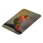 Scarlet Tanager Molting - Original Foto Magnet (Linke Seite)