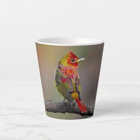 Scarlet Tanager Molting - Original Foto Milchtasse (Vorderseite)