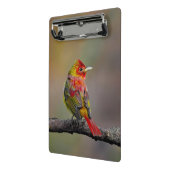 Scarlet Tanager Molting - Original Foto Mini Klemmbrett (Gewinkelt2)