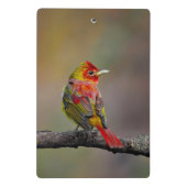 Scarlet Tanager Molting - Original Foto Mini Klemmbrett (Rückseite)