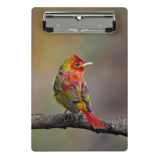Scarlet Tanager Molting - Original Foto Mini Klemmbrett (Vorderseite)