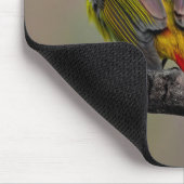 Scarlet Tanager Molting - Original Foto Mousepad (Ecke)
