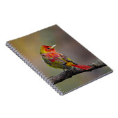 Scarlet Tanager Molting - Original Foto Notizblock (Rechte Seite)