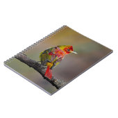 Scarlet Tanager Molting - Original Foto Notizblock (Linke Seite)