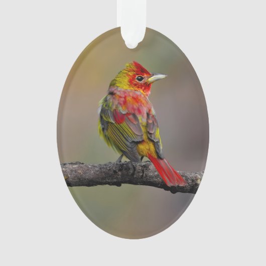 Scarlet Tanager Molting - Original Foto Ornament (Vorderseite)