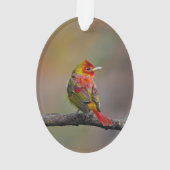 Scarlet Tanager Molting - Original Foto Ornament (Rückseite)