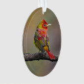 Scarlet Tanager Molting - Original Foto Ornament (Vorderseite)