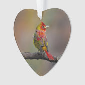 Scarlet Tanager Molting - Original Foto Ornament (Vorderseite)