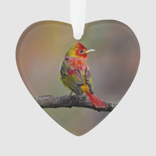 Scarlet Tanager Molting - Original Foto Ornament (Vorderseite)