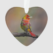 Scarlet Tanager Molting - Original Foto Ornament (Rückseite)