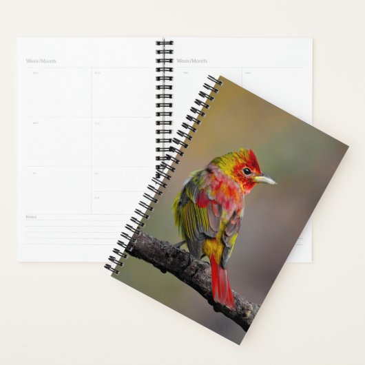 Scarlet Tanager Molting - Original Foto Planer (Anzeige)