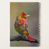 Scarlet Tanager Molting - Original Foto Planer (Rückseite)