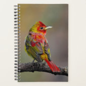 Scarlet Tanager Molting - Original Foto Planer (Vorderseite)