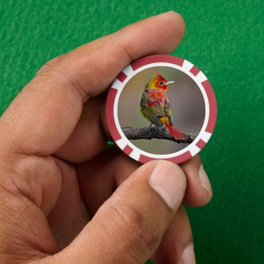 Scarlet Tanager Molting - Original Foto Pokerchips (Hand)