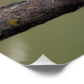 Scarlet Tanager Molting - Original Foto Poster (Ecke)