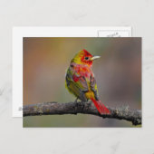 Scarlet Tanager Molting - Original Foto Postkarte (Vorne/Hinten)