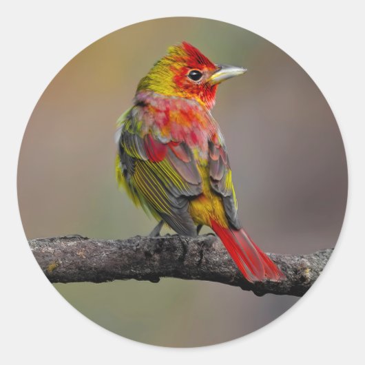 Scarlet Tanager Molting - Original Foto Runder Aufkleber (Vorderseite)