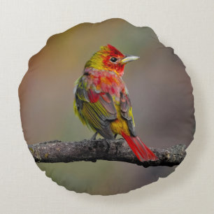 Scarlet Tanager Molting - Original Foto Rundes Kissen