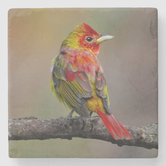 Scarlet Tanager Molting - Original Foto Steinuntersetzer (Vorderseite)