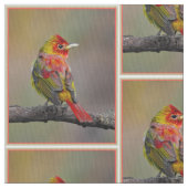 Scarlet Tanager Molting - Original Foto Stoff (Nahaufnahme)