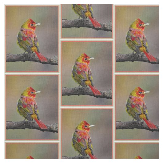 Scarlet Tanager Molting - Original Foto Stoff (Muster)