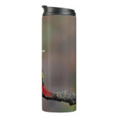 Scarlet Tanager Molting - Original Foto Thermosbecher (Nach rechts gedreht)
