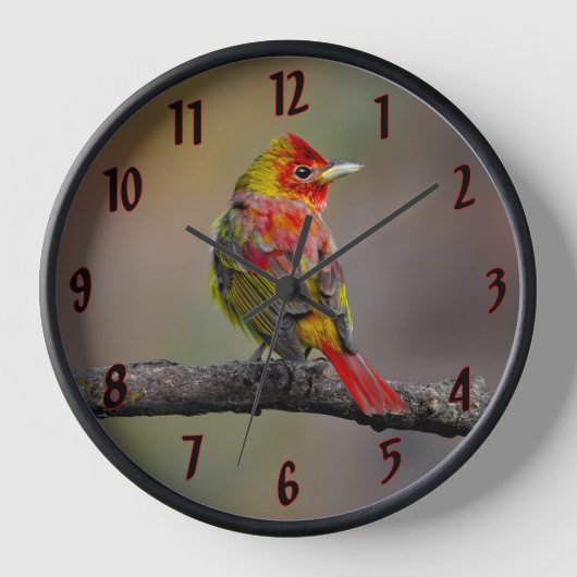 Scarlet Tanager Molting - Original Foto Uhr (Vorderseite)