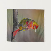 Scarlet Tanager Molting - Original Foto Wandteppich (Vorderseite (Horizontal))