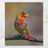 Scarlet Tanager Molting - Original Foto Weinetikett (Einzelnes Label)