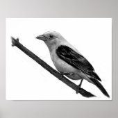 Scarlet Tanager Poster (Vorne)