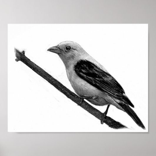 Scarlet Tanager Poster (Vorne)
