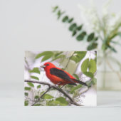 Scarlet Tanager Postkarte (Stehend Vorderseite)