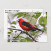 Scarlet Tanager Postkarte (Vorne/Hinten)