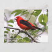 Scarlet Tanager Postkarte (Vorderseite)