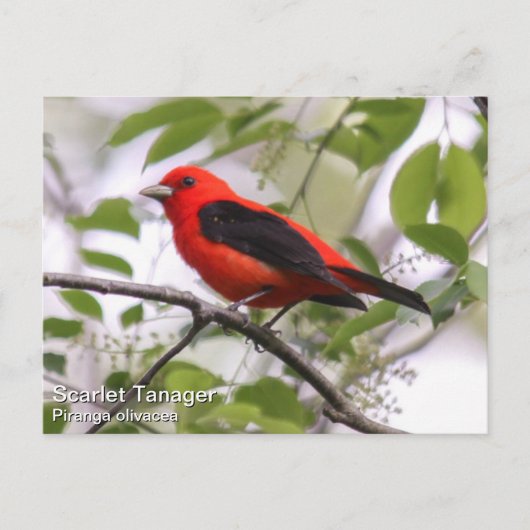 Scarlet Tanager Postkarte (Vorderseite)