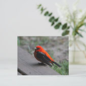 Scarlet Tanager Postkarte (Stehend Vorderseite)