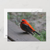 Scarlet Tanager Postkarte (Vorne/Hinten)
