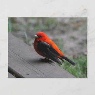Scarlet Tanager Postkarte