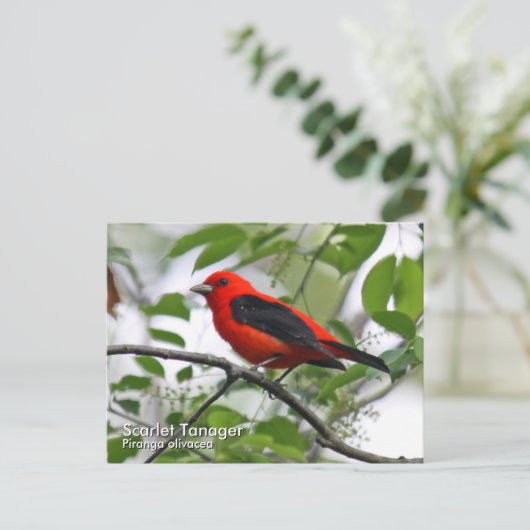 Scarlet Tanager Postkarte (Stehend Vorderseite)