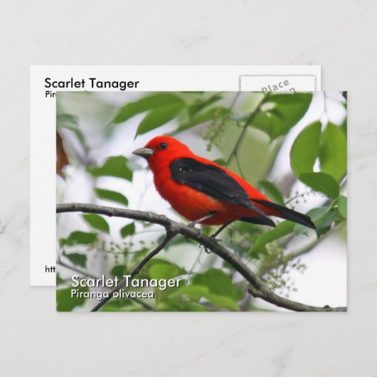 Scarlet Tanager Postkarte (Vorne/Hinten)