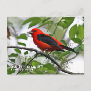 Scarlet Tanager Postkarte