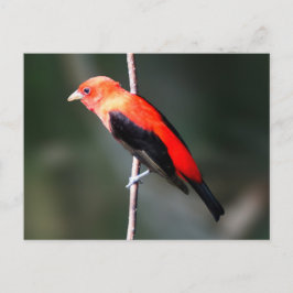 Scarlet Tanager Postkarte