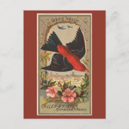 Scarlet Tanager Postkarte