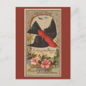Scarlet Tanager Postkarte (Vorderseite)