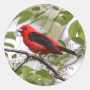 Scarlet Tanager Runder Aufkleber
